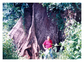 foret-sofebois-tunisie